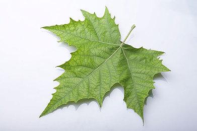 光荣：《浪人崛起》首发销量超过了《仁王》